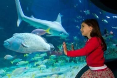 35% discount on melbourne aquarium tickets
